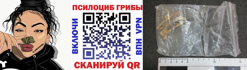 где можно купить Тосно Галлюциногенные грибы Psilocybe